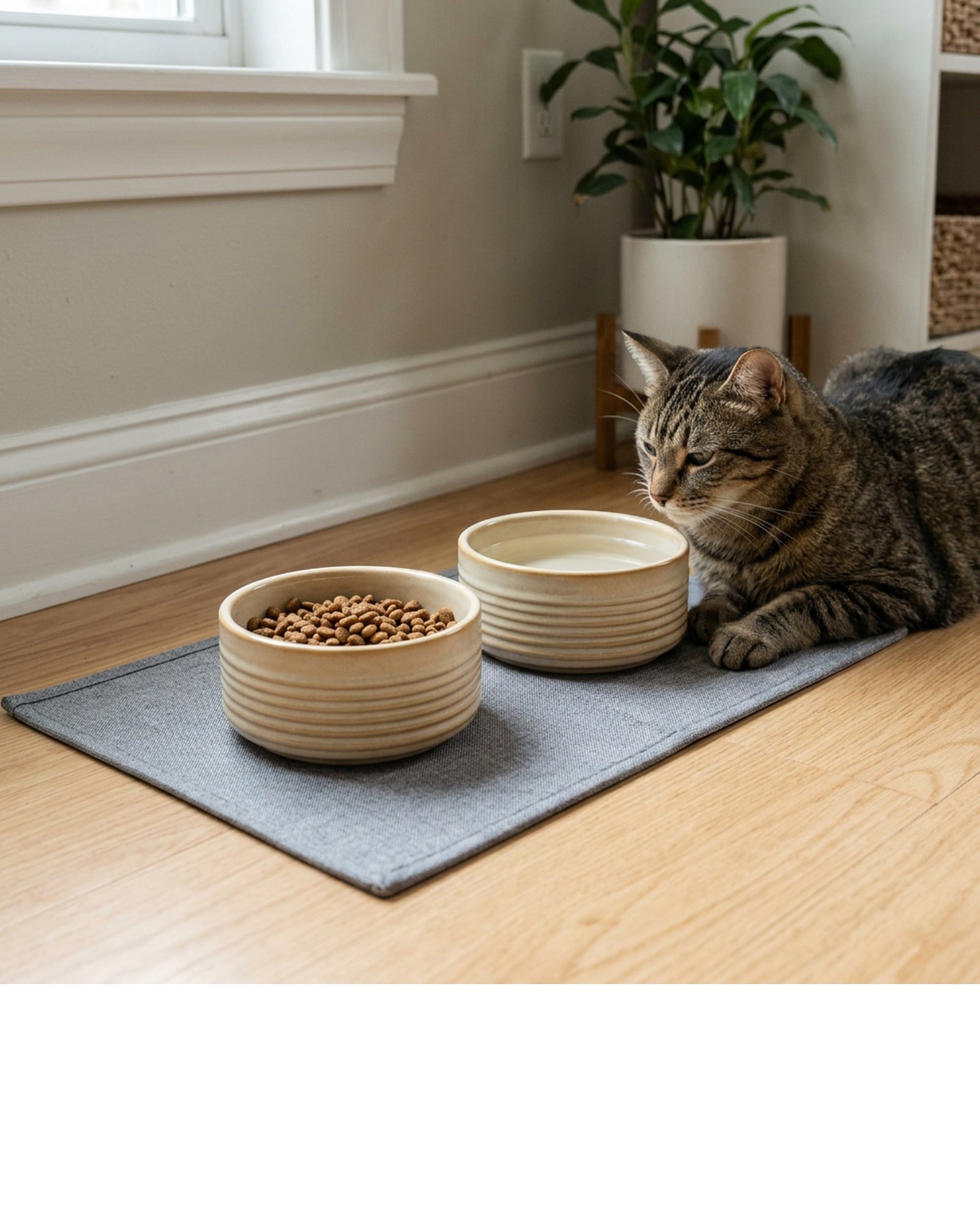 Lmnzk Ceramic Cat Bowl Cream Raised 12 oz Pair